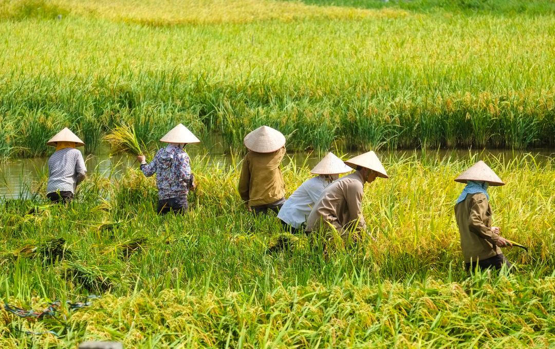 Vietnam (7)