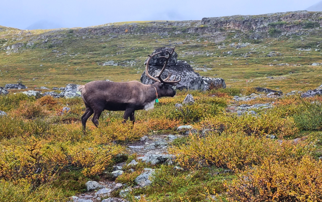 Lapimaa matkaseikluse pildid (1)